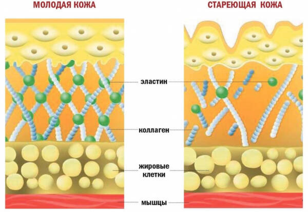 Рейтинг лучших препаратов морского коллагена на 2024 год